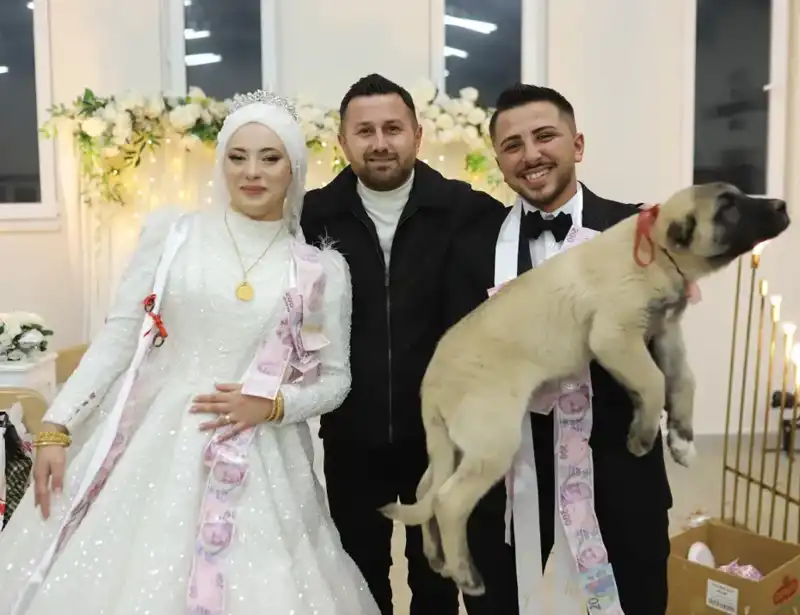 Düğün Gelin Damat Yerine Çoban Köpeği Hediyesiyle Renklendi!