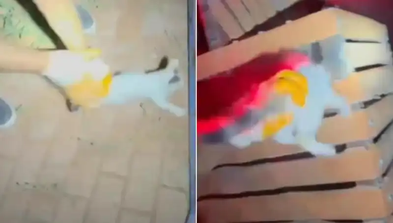 Gece Yarısı İtfaiye Ekipleri Kediyi Hayata Döndürdü!