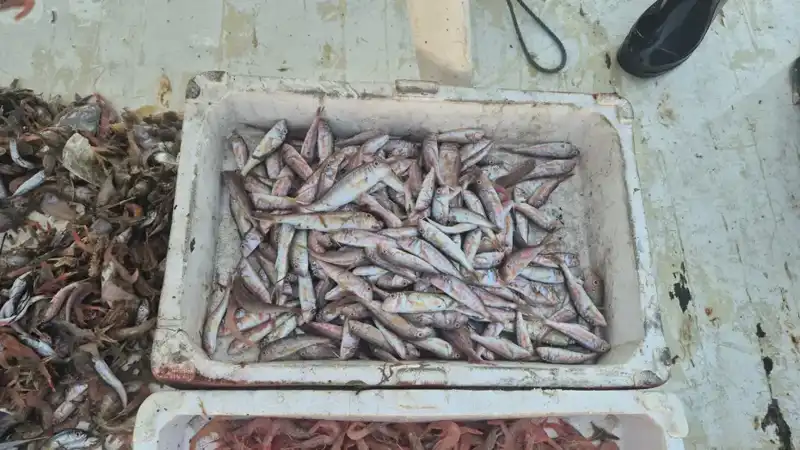 Denizden Gelen Lezzet: Balıklar Taze Taze Limanda