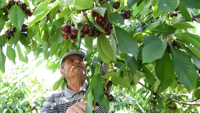 Lapseki'nin Dev İncileri: Çay Bardağına Sığmayan Eşsiz Büyüklük
