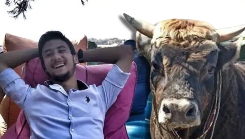 Aydın'da Yüzlerce Kişinin Şaşkınlıkla İzlediği Güreş Boğası Olayı!