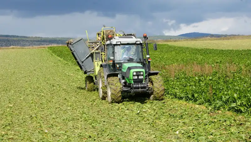 Kastamonu’da Pancar Hasadı Coşkusu ve Dayanışma Ruhu