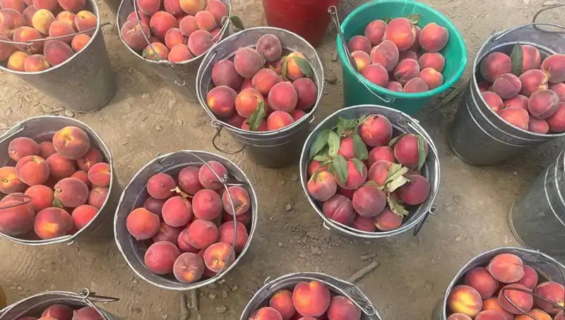 Çiftçilerin Yüzü Gülüyor: Hasat Dönemi ve Yükselen Fiyatlar