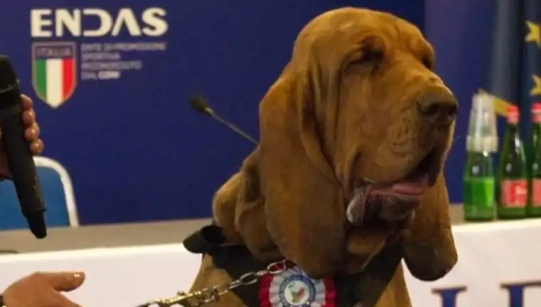Arama Köpeğine Suikast: Çivili Sosisle Öldürülmeyi Kim Planladı?