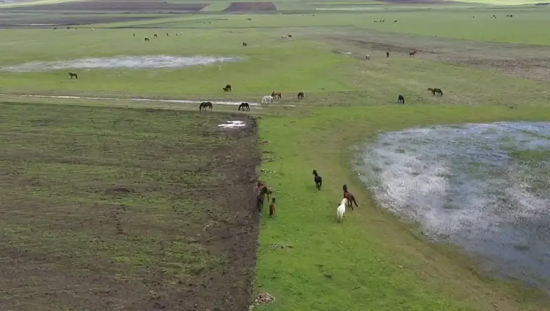 Kars'ın Doğasında Yılkı Atlarının Gizemli Dansı: Doğa Harikası