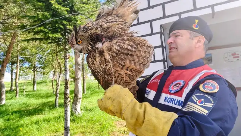 Dikenli Tellere Takılan Puhu: Tedavi Süreci ve Hayvanların Korunması
