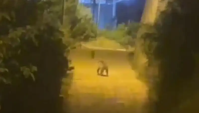 Gümüşhane'nin Kalbinde Ayı Şoku: Şehir Merkezine İndi!