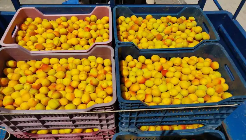 İlk Hasatta Rekor Fiyat: Ürün 500 TL'den Satışa Sunuldu!