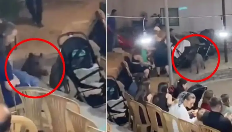 Düğün Davetiyesiz Yaban Domuzu: Panik Anları ve Eğlenceli Anılar