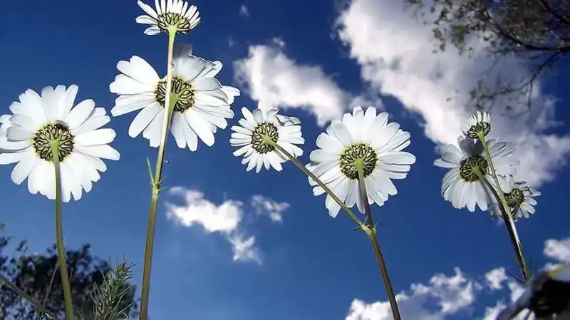 2026 Cemre Düşme Tarihleri: Baharın Müjdecisi Geldi