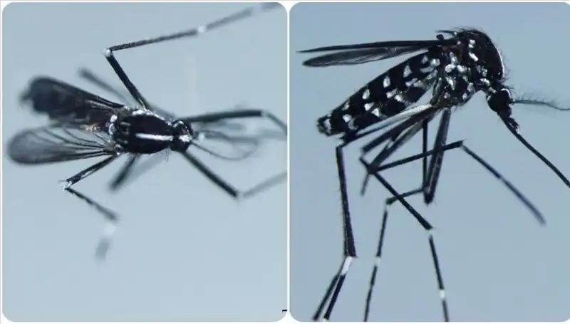 Chikungunya Virüsü: Belirtileri ve Göründüğü Ülkeler Hakkında Bilmeniz Gerekenler