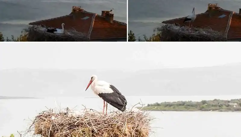 Yaren Leylek Depremi Önceden Hissetti mi? Yeni Teoriler Ortaya Çıkıyor!