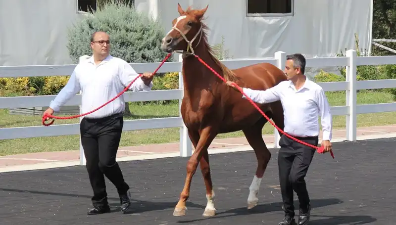 Rekor Taşkın Kral! Doğa Güçlerinin Zirvesinde Bir Destan