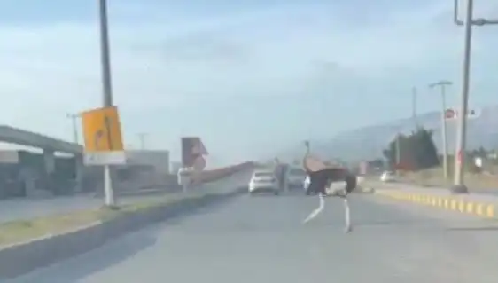 Trafikte Deve Kuşu Görünce Şaşkınlık Yaratan Olay!