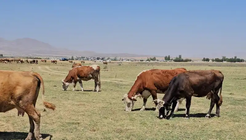 Arin Gölü’ndeKuru Havalar: Su Krizi Neden Büyüyor?
