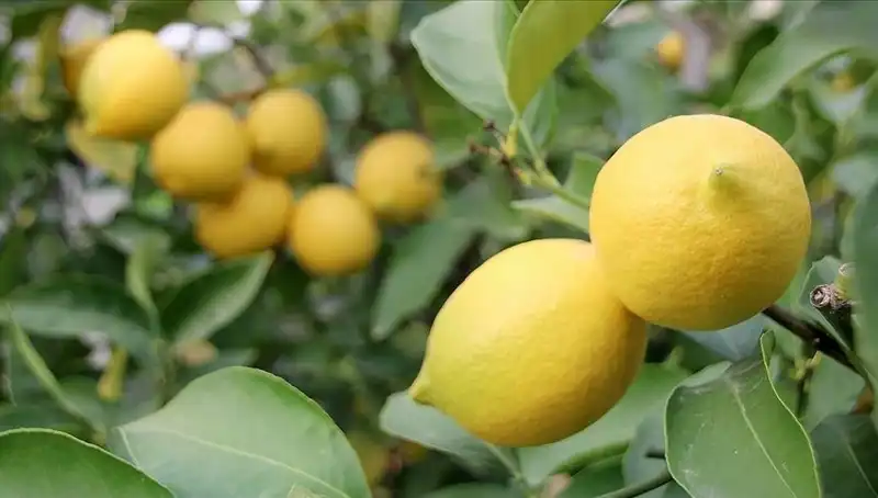Son Günlerin Gözdesi: Limonun Fiyatı Neden 24 Liraya Çıktı?
