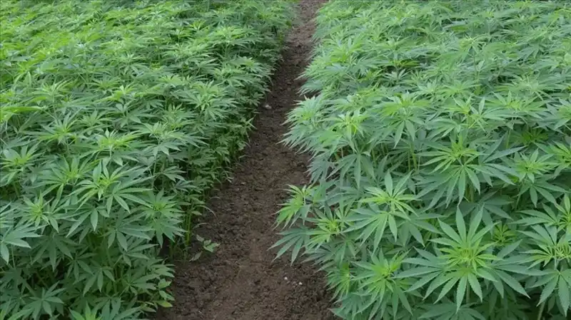 Türkiye'de Kenevir Yetiştiriciliği İçin Yeni Dönem Başladı