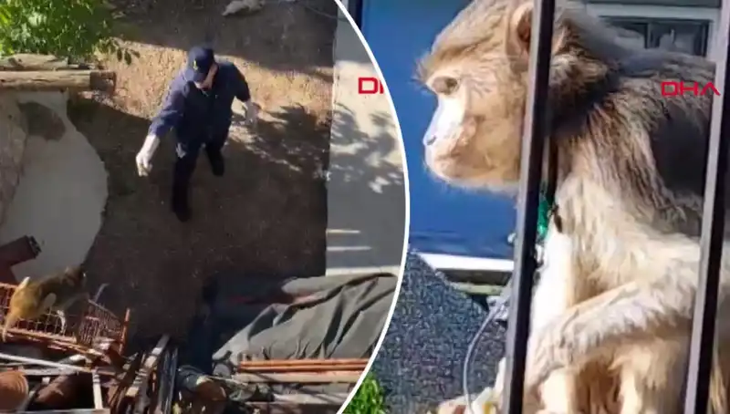 Muğla'da Neşeli Maymun Kovalamacası: Mahalleliyi Peşinden Koşturdu!