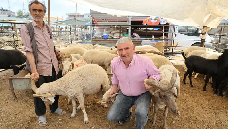 Kurban Pazarında Ilk Gözde: Dört Boynuzlu Koçların Yükselişi