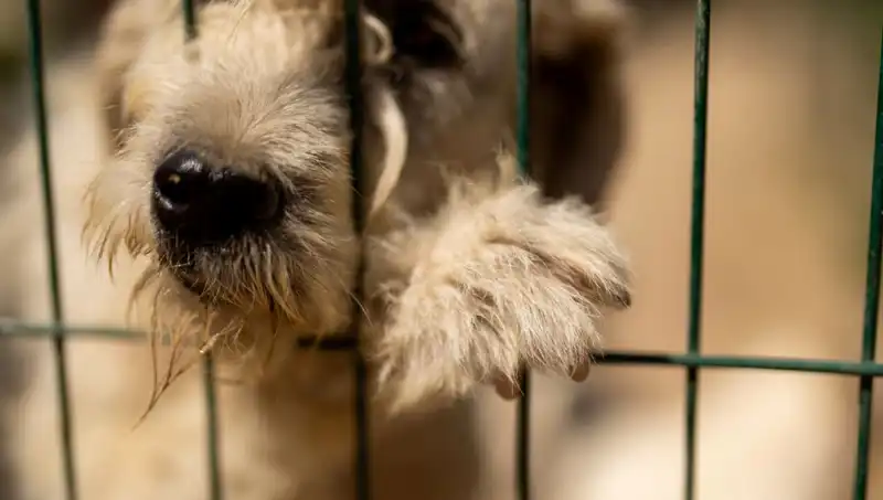 İş Hayatının Stresi: Köpeklerin Psikolojisi Üzerindeki Etkileri