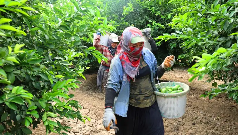 Markette Kilosu 150 Lirayı Geçti: Fiyat Düzenlemesi İçin Umut Var