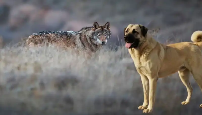 Kangal Köpeği ve Kurt Popülasyonu: Yükselen Talep Nedenleri