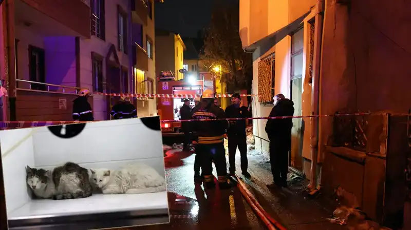 Evde Çıkan Yangın Felaketi: 26 Kedi Hayatını Kaybetti