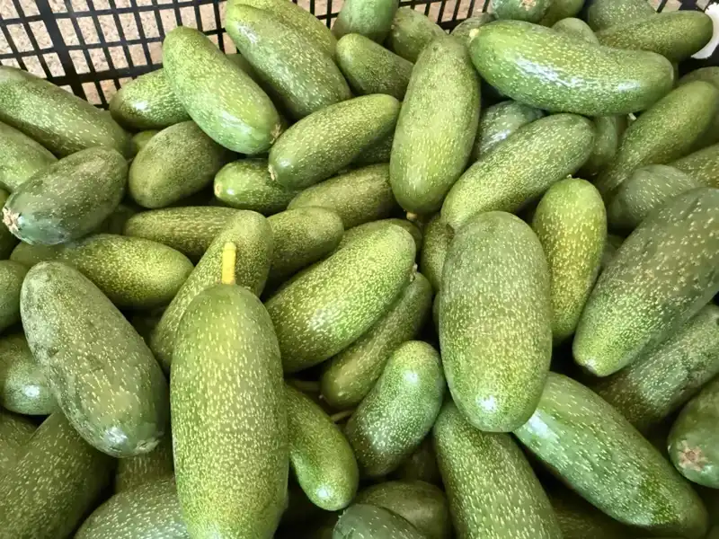 Antalya'nın Yeni Ürün Çılgınlığı: Yüksek Rekolte Beklentisiyle Dünyaya Açılıyor