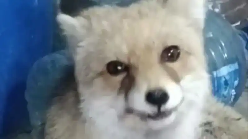 Bahçesine Giren Tilkilere Eliyle Yiyecek Veren Kişi Olayı Sosyal Medyayı Salladı