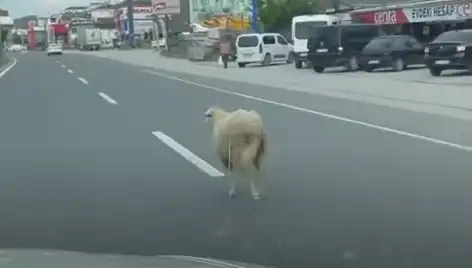 Yalova'da Kaçan Kurbanlıklar Trafiği Kilitledi: O Anlar Kameralara Yansıdı!